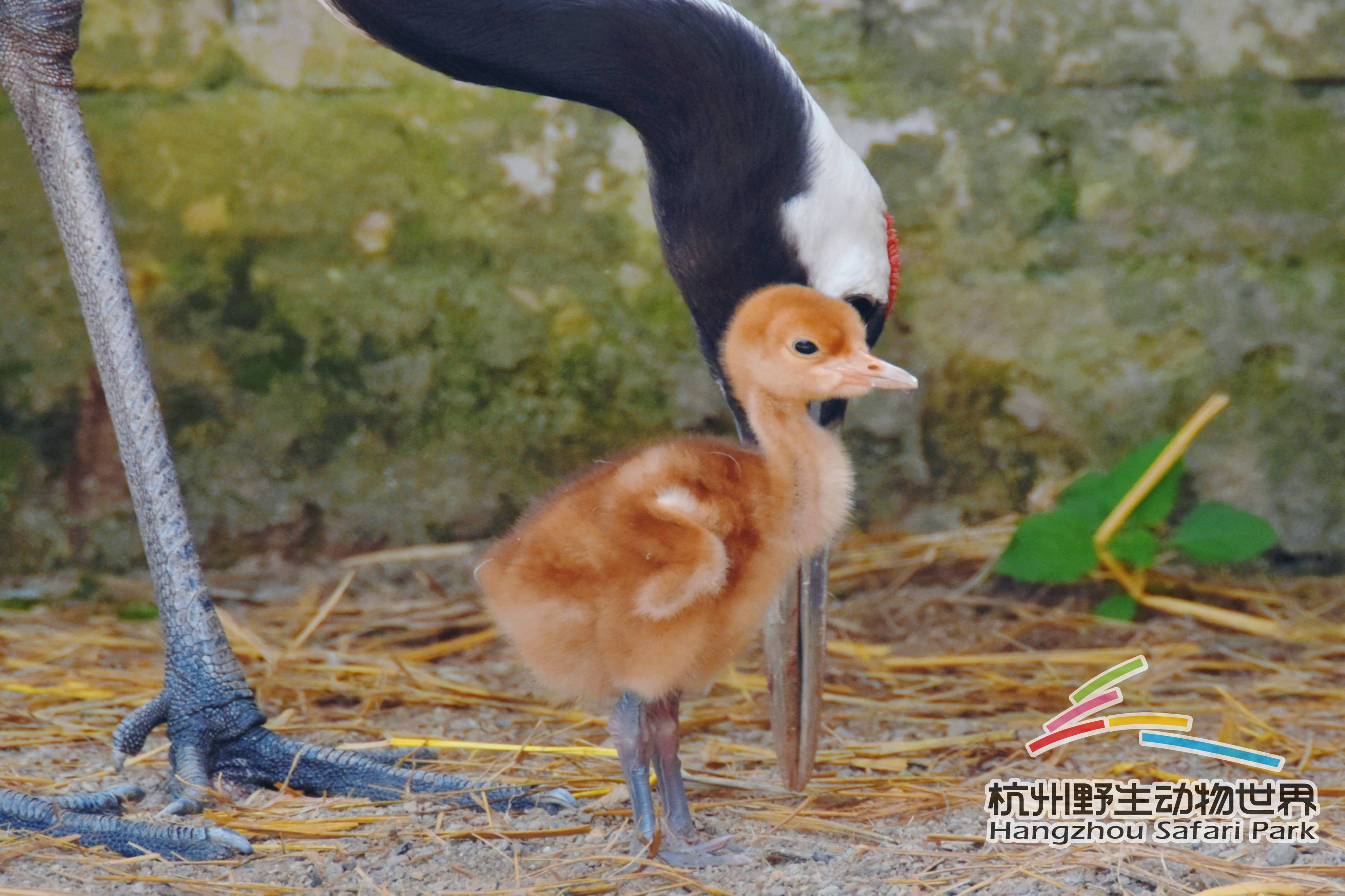 刚出生的小丹顶鹤浑身毛茸茸的,乍看有点儿像小鸭子,通体呈黄褐色.
