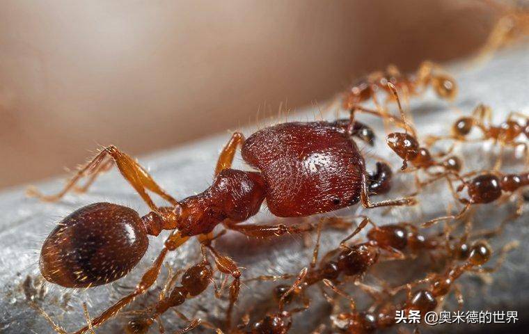 蜜蜂_黄蜂_蚂蚁