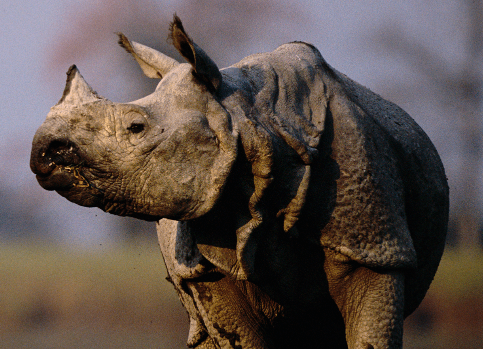 原创亚洲独角犀牛时光流转种群回复