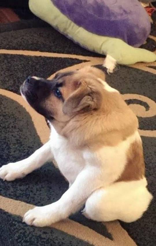 畸形狗也想努力活下去!_pig_kim_身体