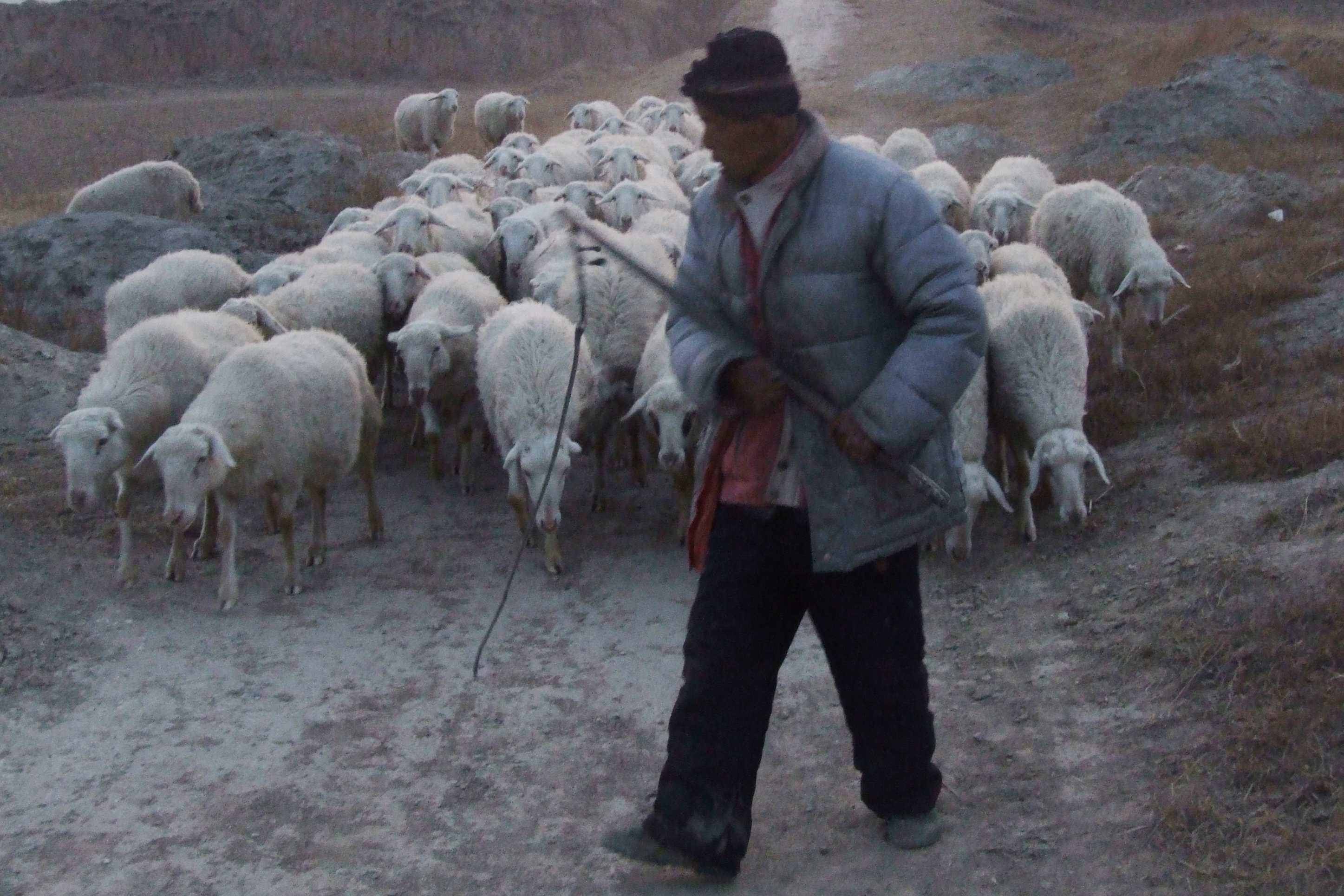 西藏出现凶猛"巨狼",忽略其他牧民仅追击一人,专家道出真相_杰布_恶狼