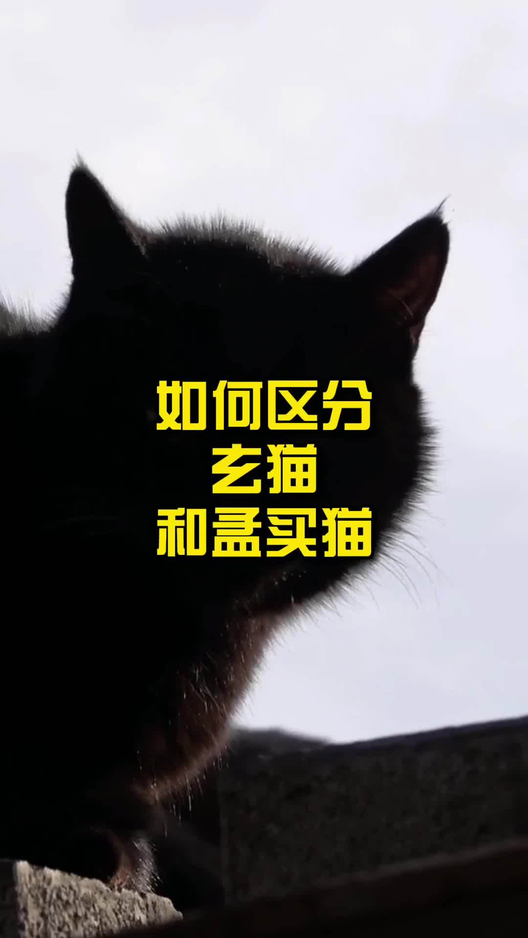 孟买猫幼猫鉴别图片