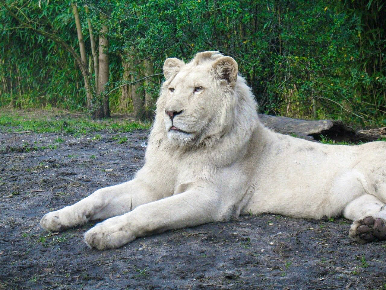 这些白色的动物犹如下凡的天使