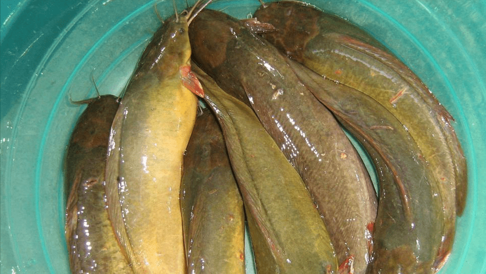 原创原生鱼第十一期胡子鲶