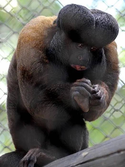 原创一头乌黑锃亮的锅盖秀发我就是黑丛尾猴