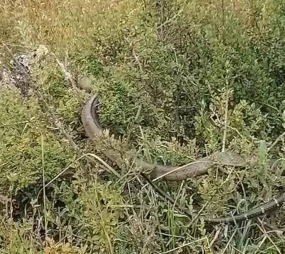 原创菜花蛇有王锦蛇和黑眉锦蛇两个种类为什么王锦蛇会吃掉黑眉锦蛇