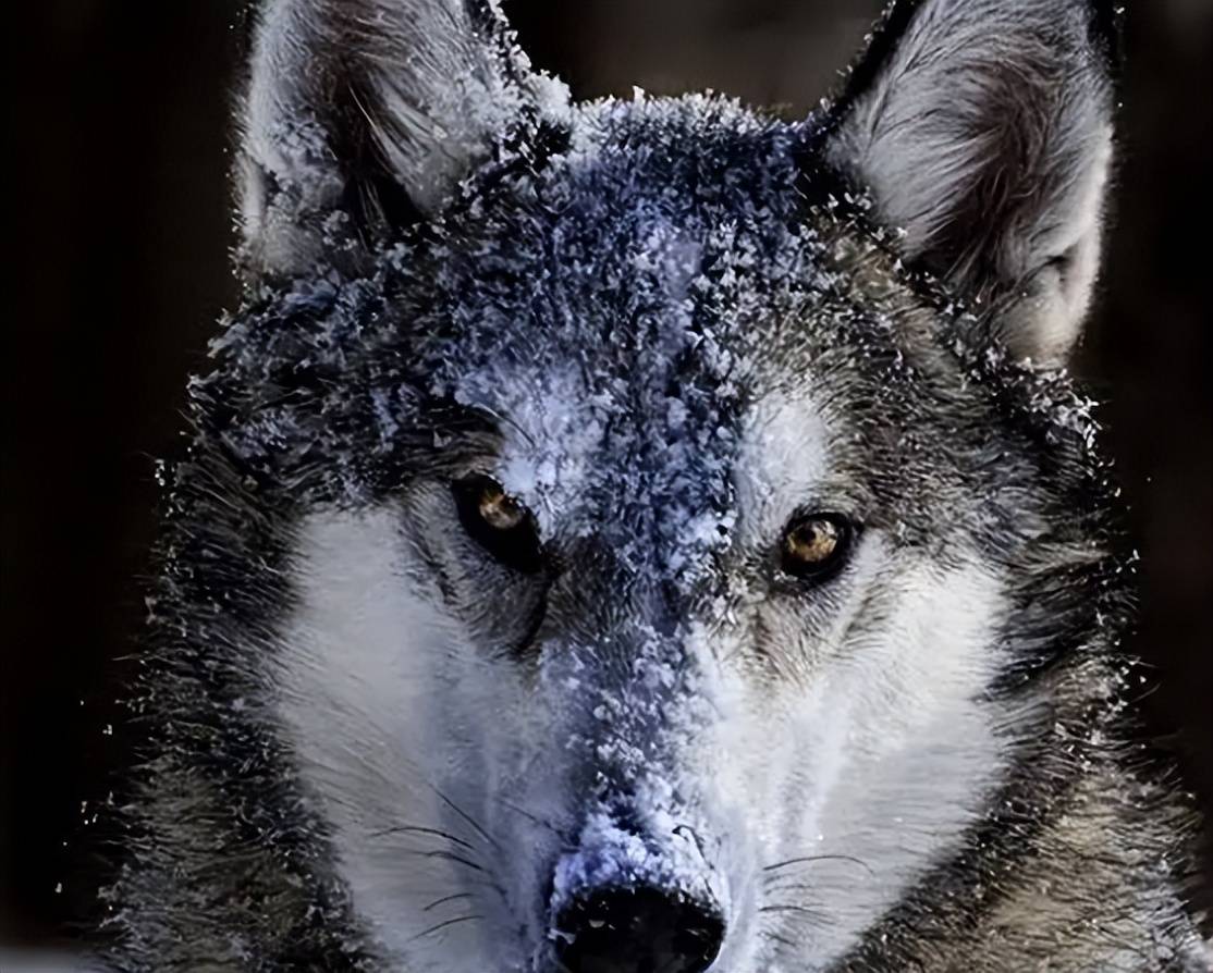 1937年,吉林牧童救助母狼,2年后日军屠村,狼群舍命相救_大宝_狼王