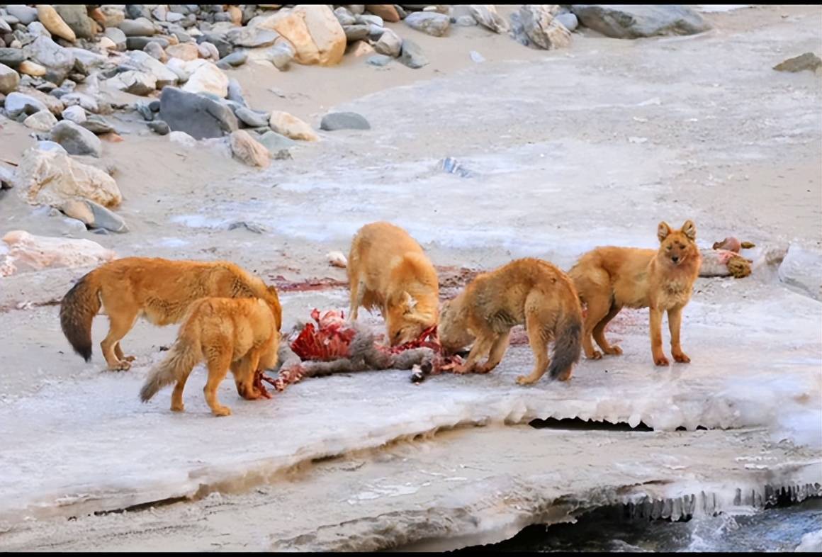 但豺群体型相比较狼而言还是有差距,捕食成年的野骆驼是不现实的,而