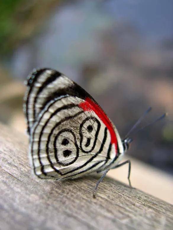 原创这些蝴蝶身上有怪异的吉祥数字