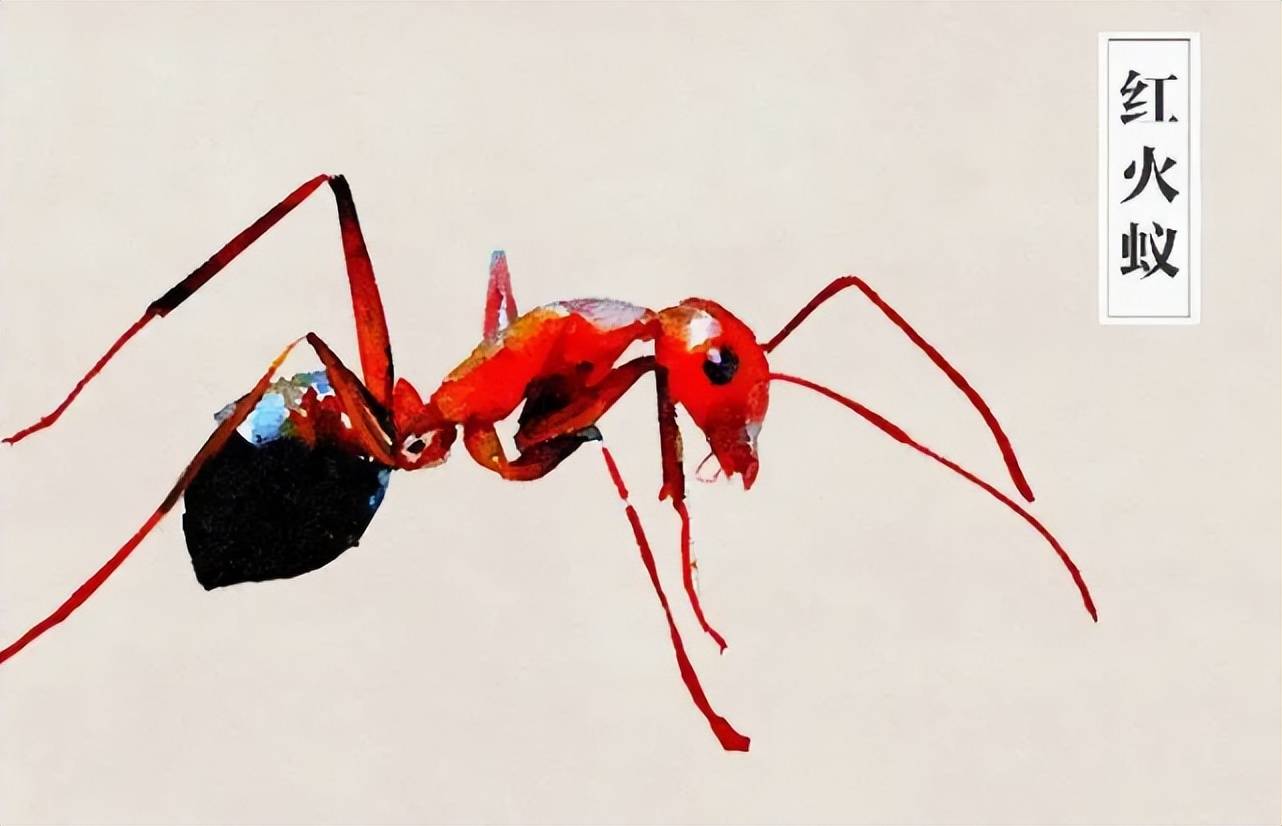 5月又到爆发期红火蚁已入侵了12个省为何这种蚂蚁如此厉害