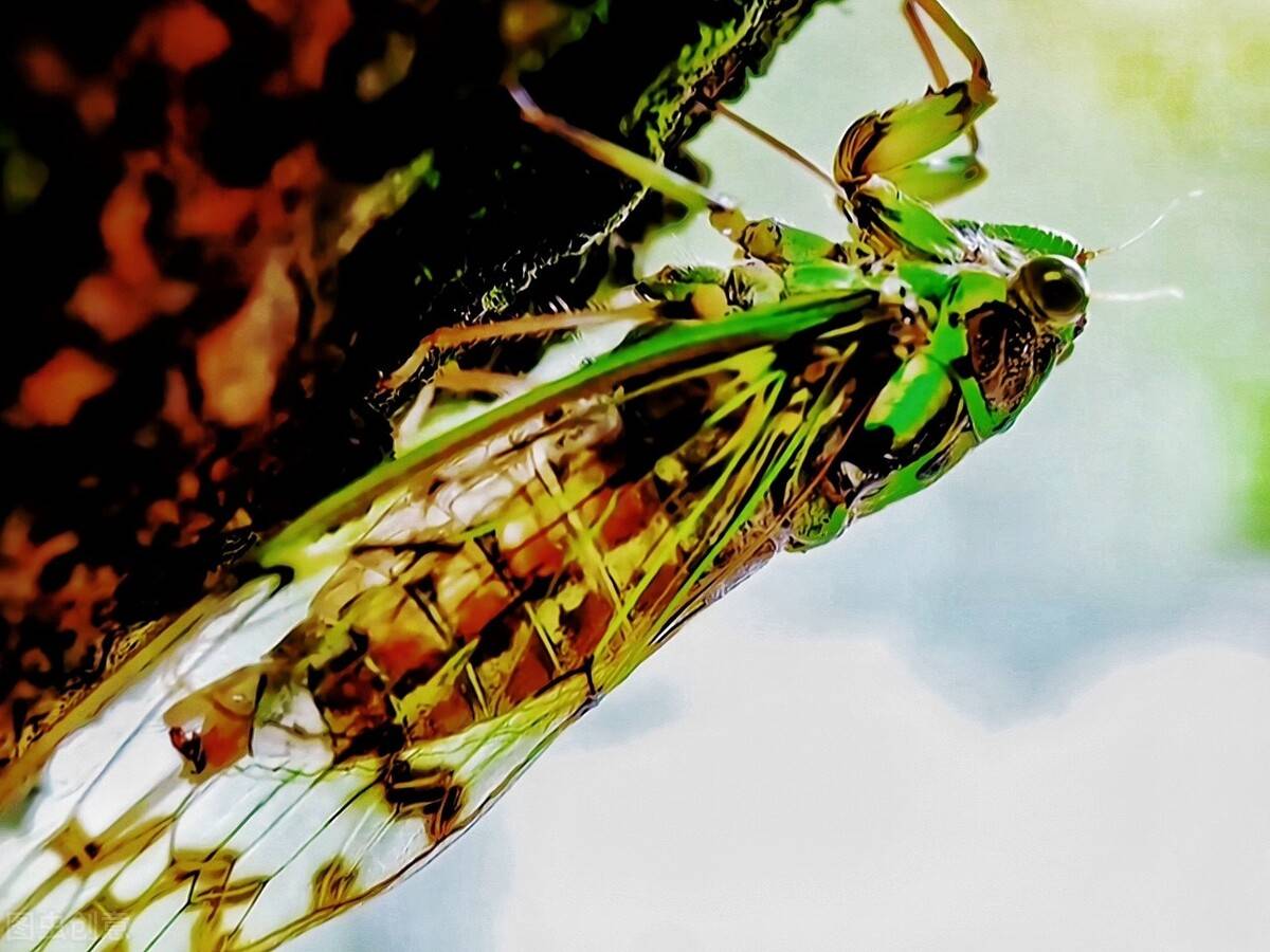 蝉科 螂蝉:空腹蝉,其腹部中空,呈透明状,身体黑色带有绿色斑纹,腹部