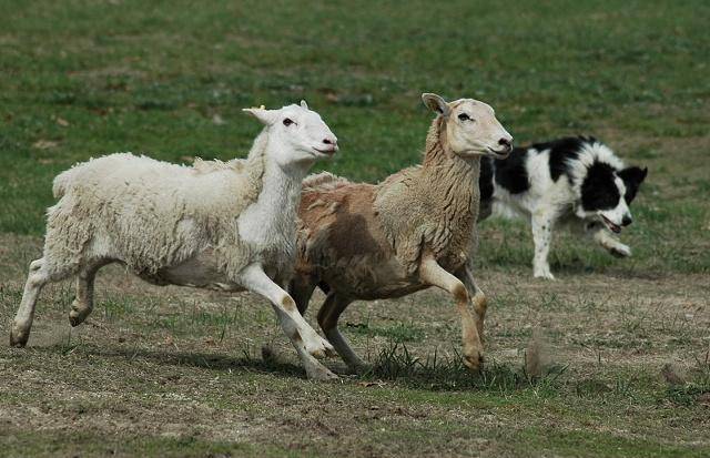 气温高,养羊必须要注意几点,否则后悔莫及_养殖_死亡_羊圈