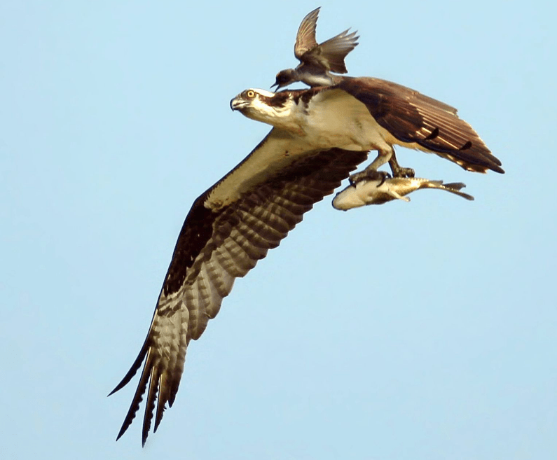 只有麻雀大但是老鹰也害怕的必胜鸟_动物_鱼鹰_尾巴