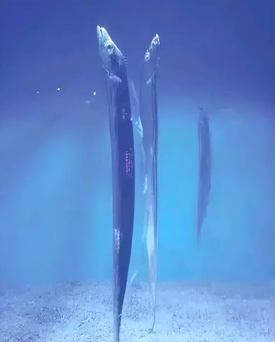 深海巨型皇带鱼图片