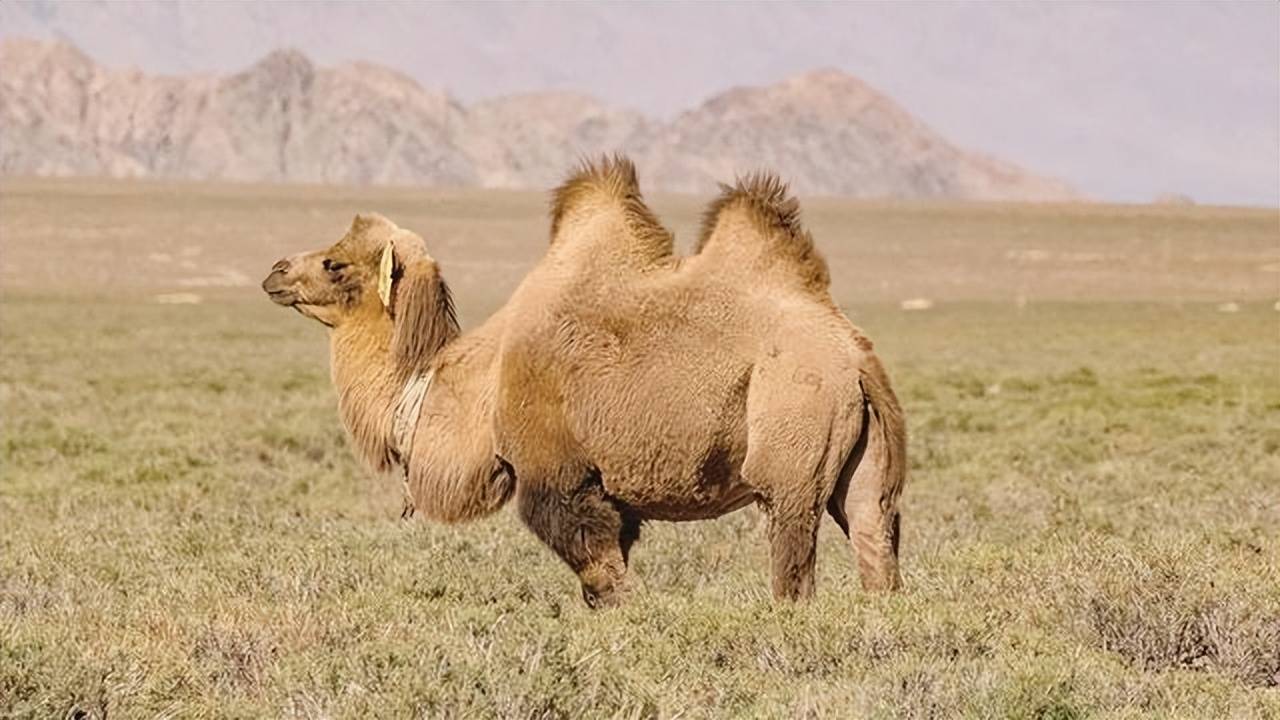 野骆驼保护区救助人员赶狼救幼崽,符合自然规律吗?