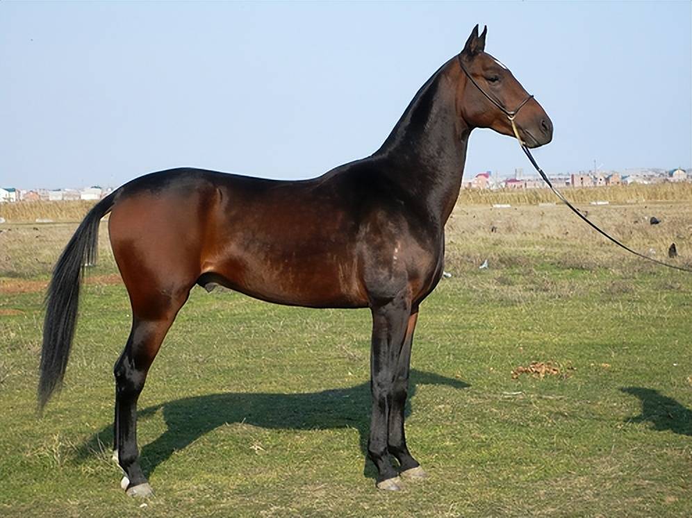 远去的汗血马-阿哈尔捷金马的历_土库曼斯坦_沙漠_品种