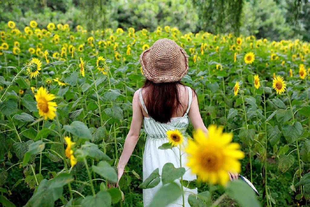 投石问路:随走随拍记录奥森公园里追寻向日葵的背影