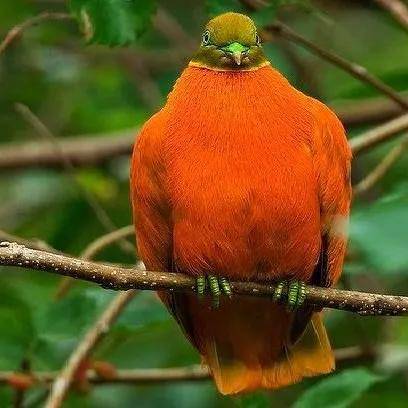 有一种cosplay橙子的小鸽鸽_生活_victor_头部