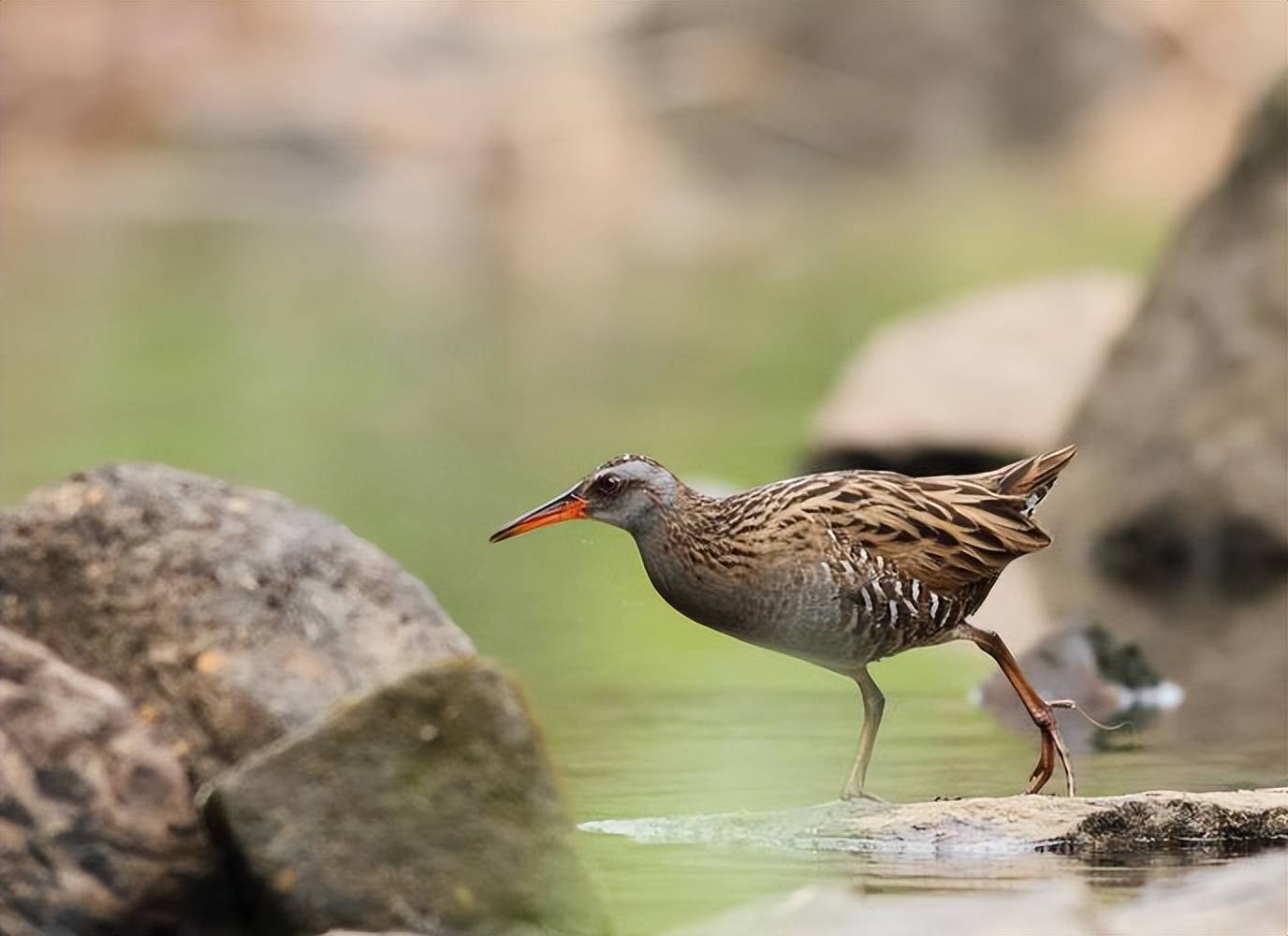 还会飞,新疆长脚秧鸡_草丛_红褐色_活动