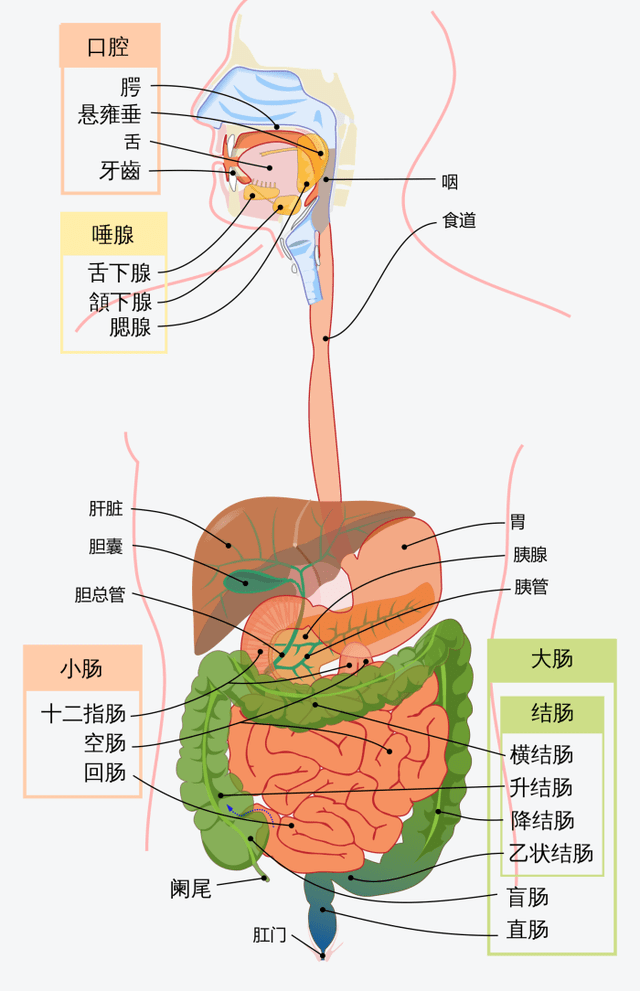 人体小肠大肠示意图图片