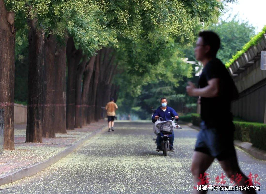 市树国槐花满城 徜徉其间乐悠悠