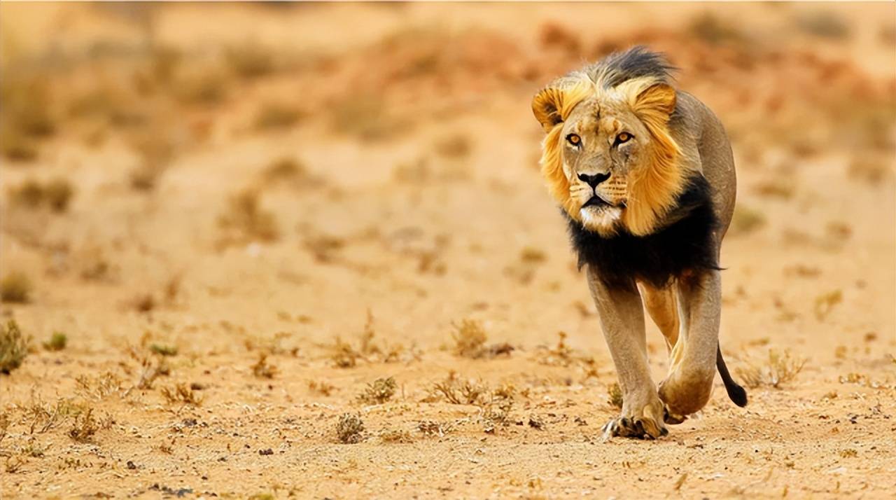 原创为什么有些人始终认为老虎打不过狮子看完涨知识