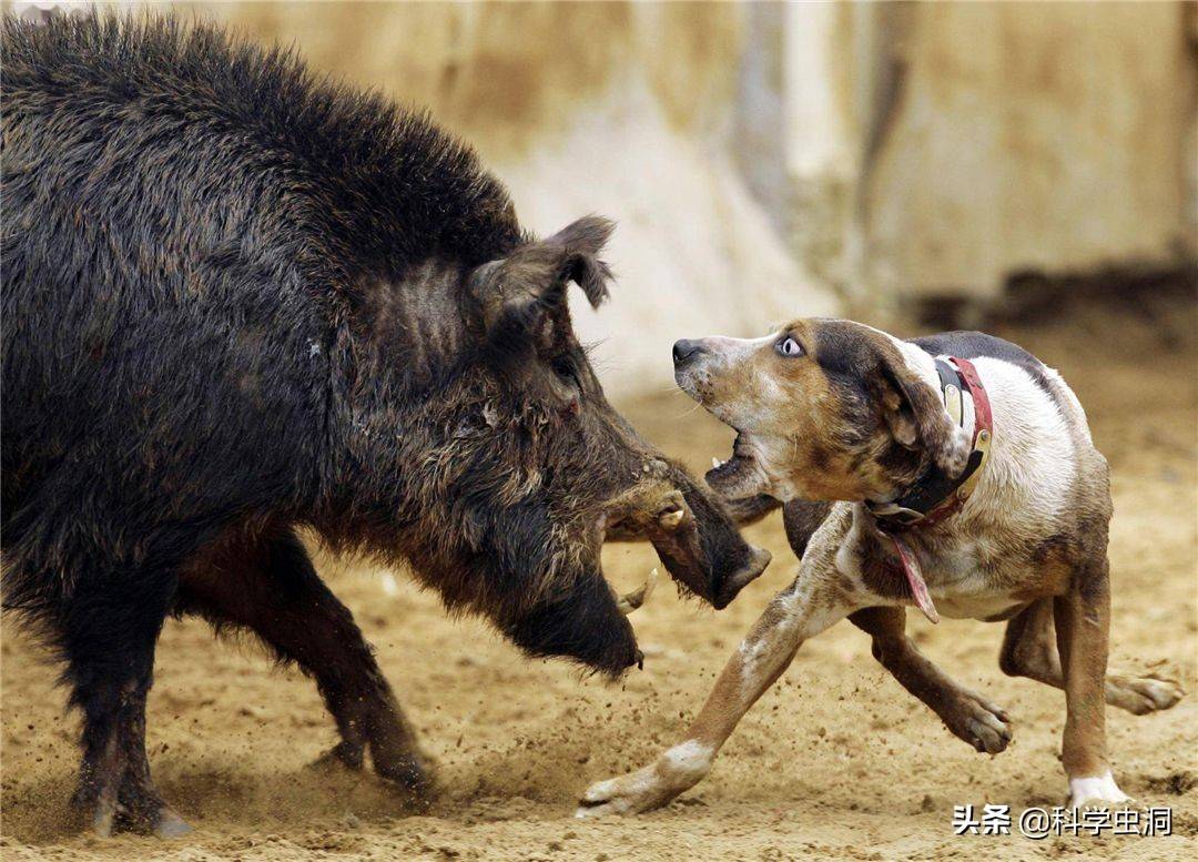 野豬還有一個秘密武器,就是它們的身體構造.