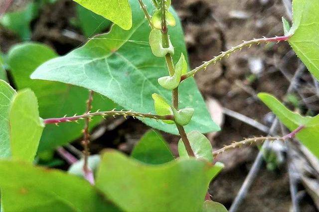 蛇衔草 来自搜狐网
