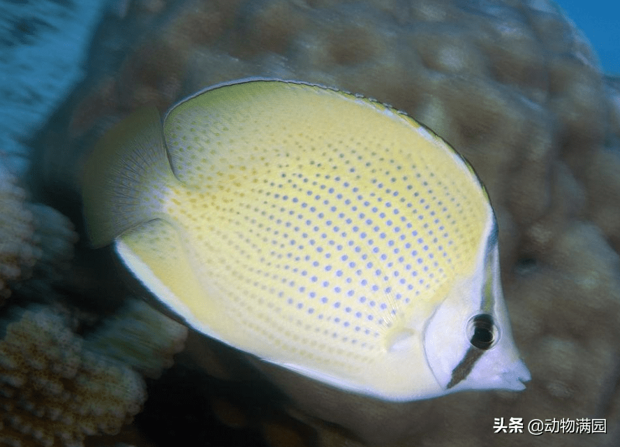 原创物种百科密点蝴蝶鱼