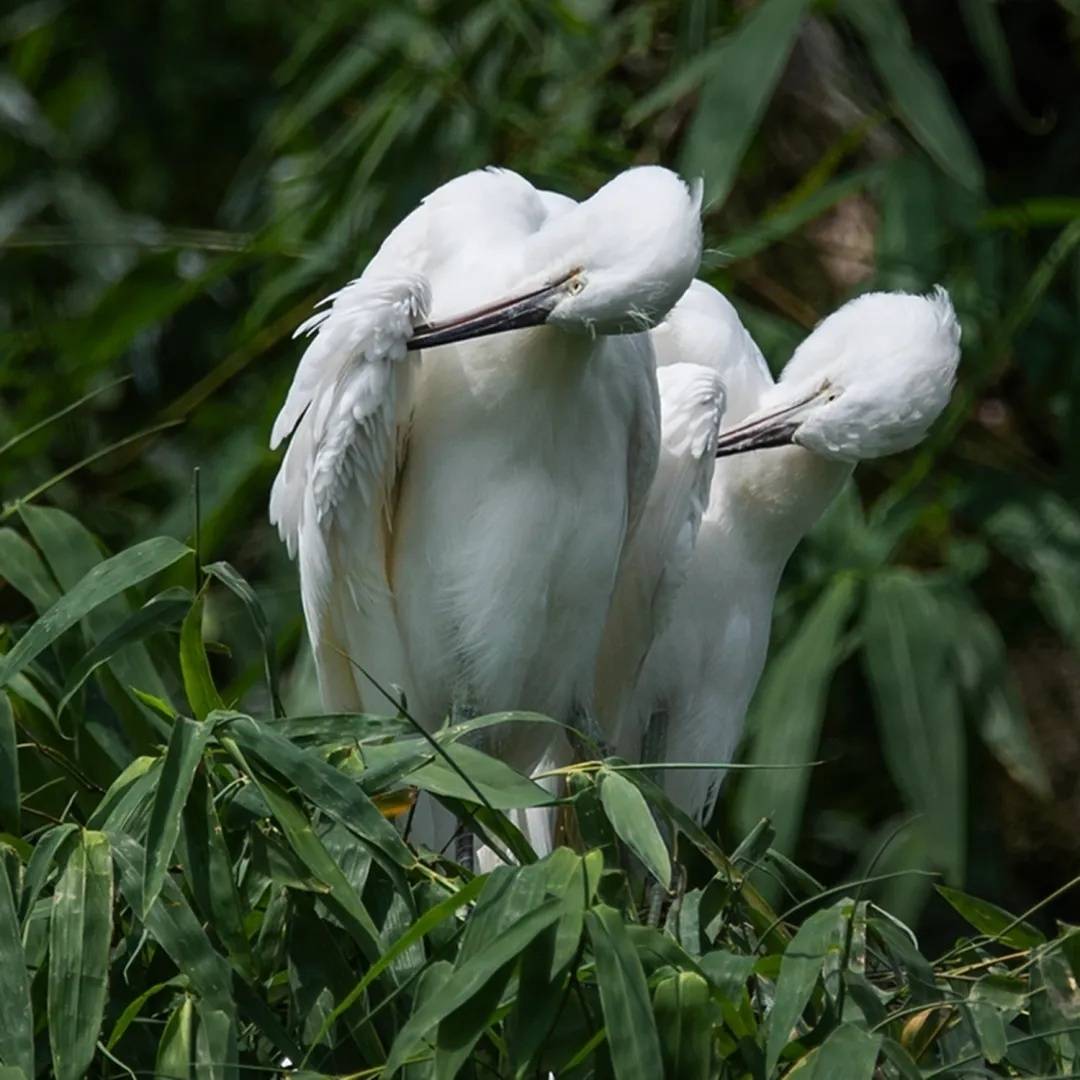 重庆白鹭自然保护区图片