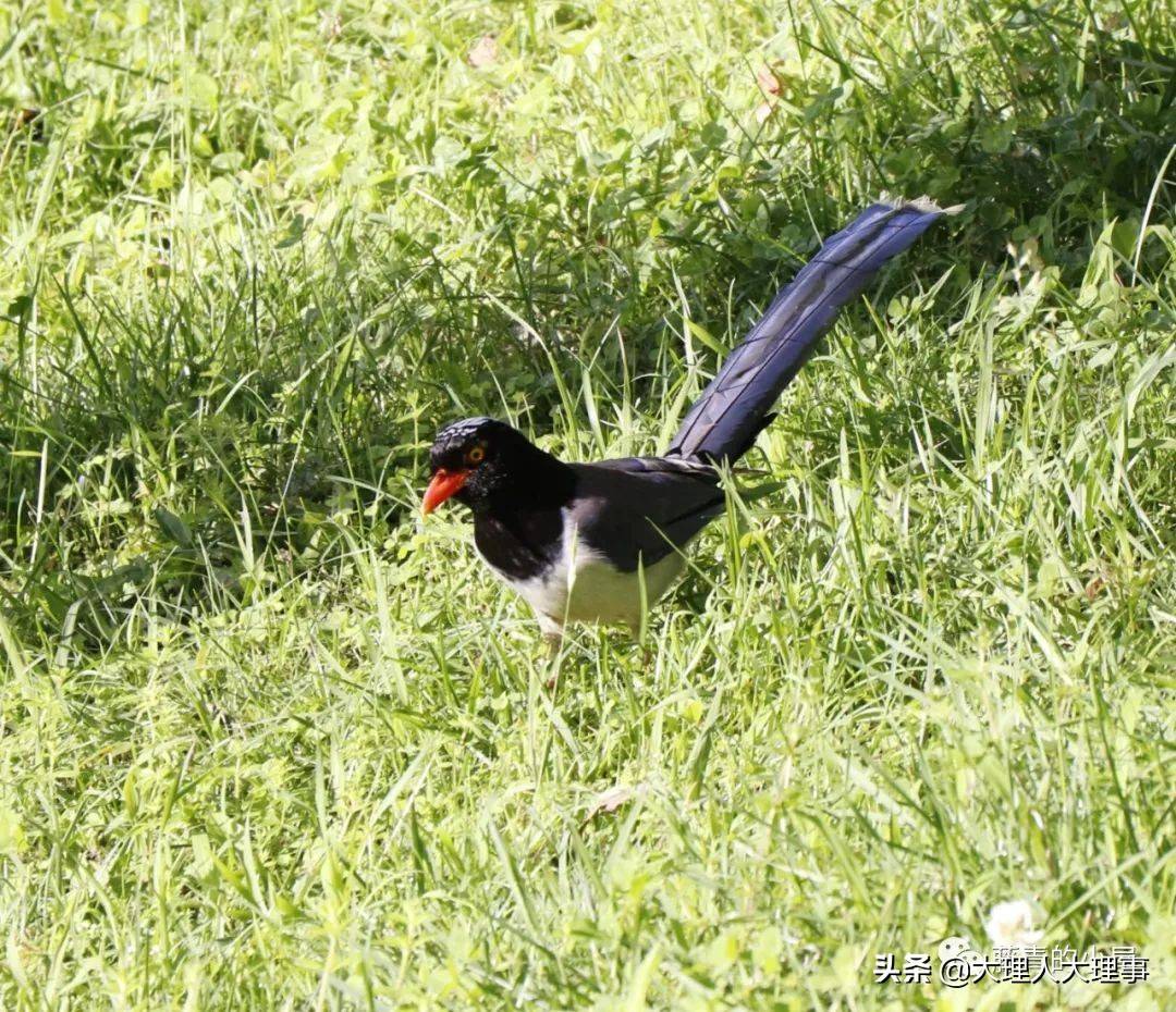 传书的信使61青鸟遇见大理大学校园里的红嘴蓝鹊长尾蓝鹊