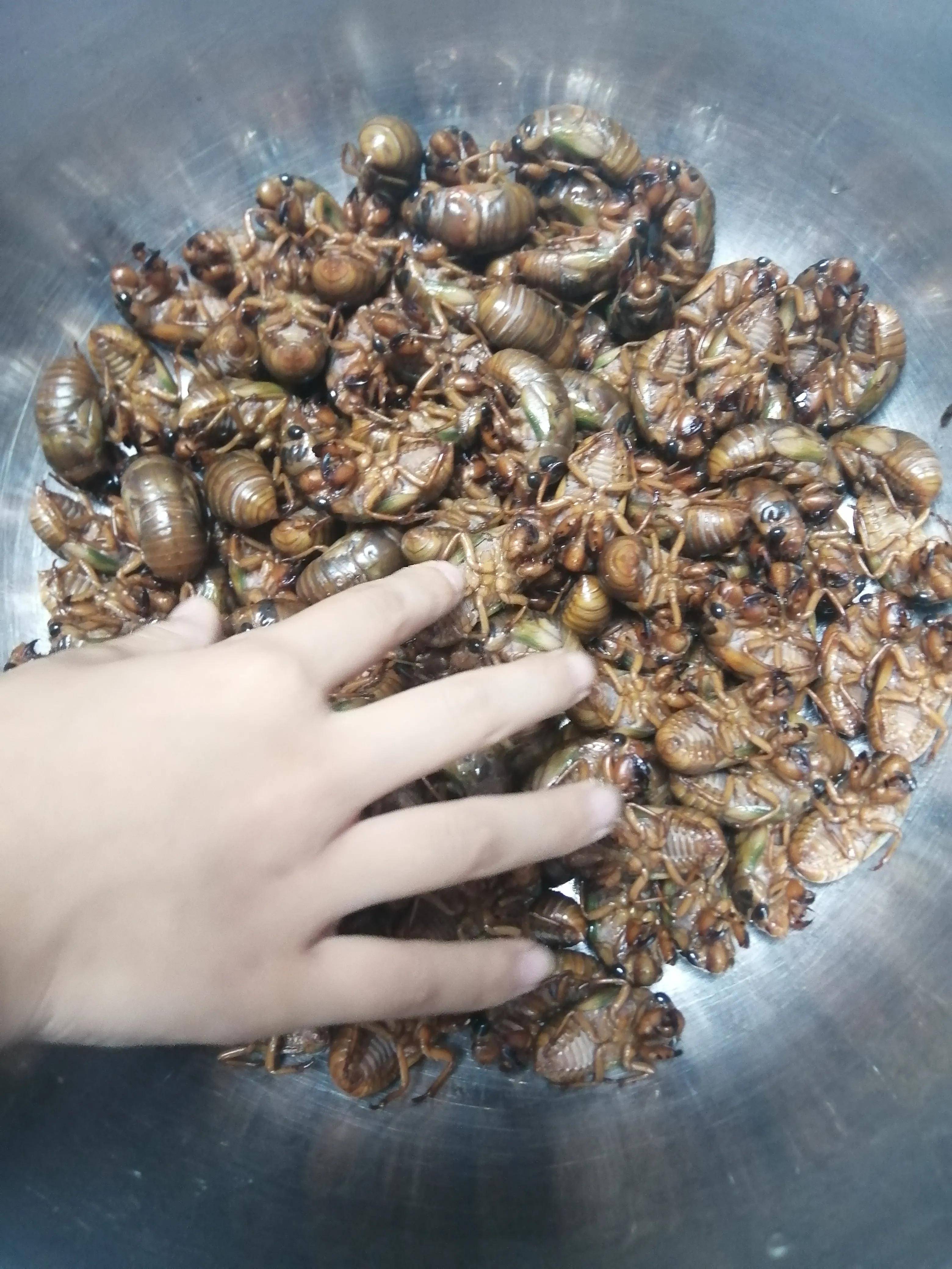 知了猴到底能不能吃吃了对身体有影响吗来听一听怎么说