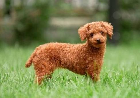 泰迪犬"断尾"看起来很残忍,其实有5个好处,千万别舍不得_尾巴_狗狗