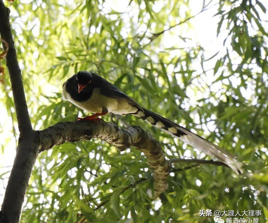 传书的信使61青鸟遇见大理大学校园里的红嘴蓝鹊长尾蓝鹊