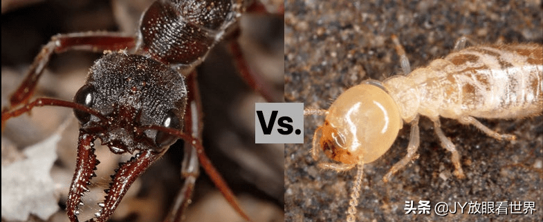 子弹蚁vs螳螂图片