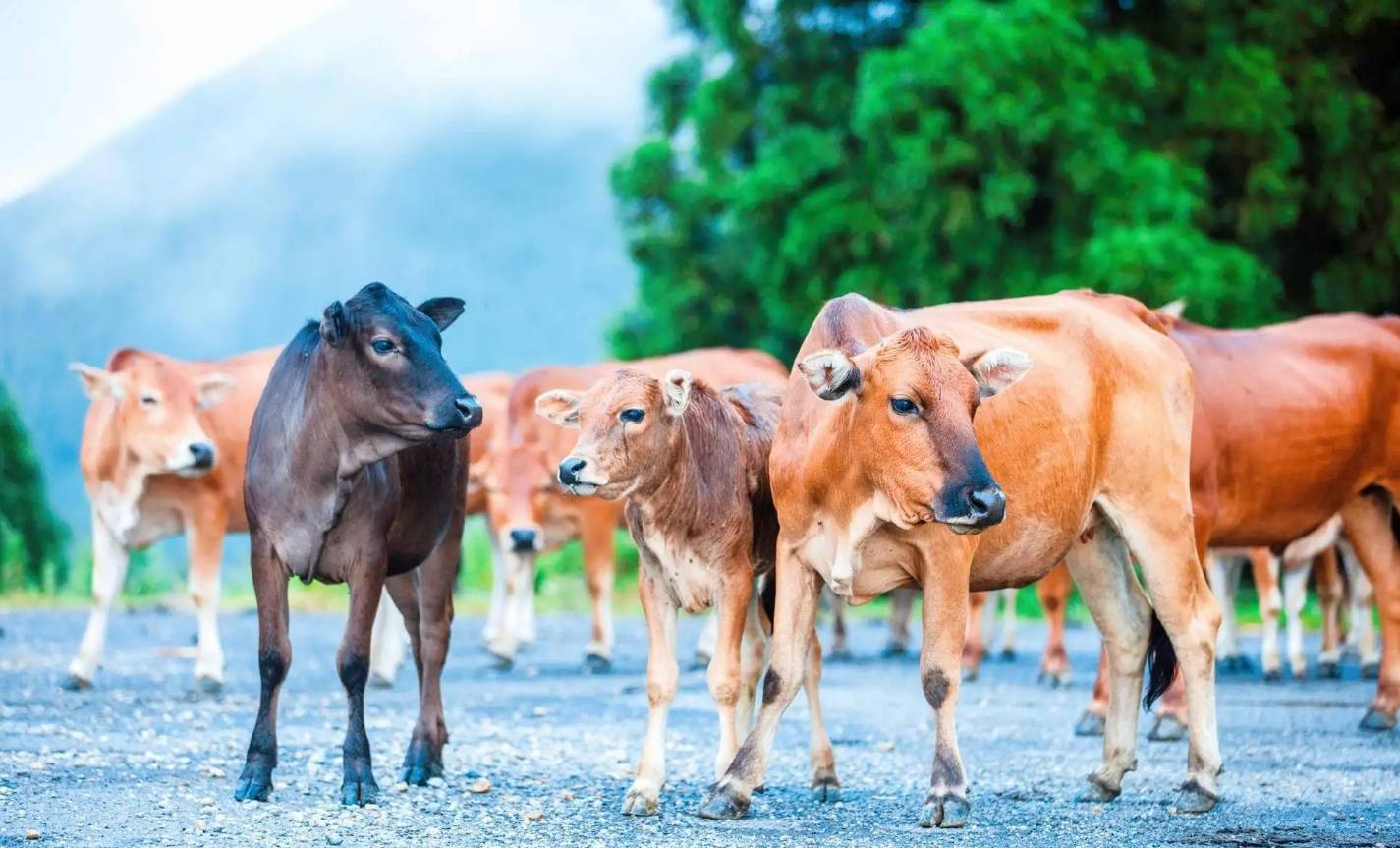 西沙东岛上规模达400头的野牛群，是哪里来的？答案已找到