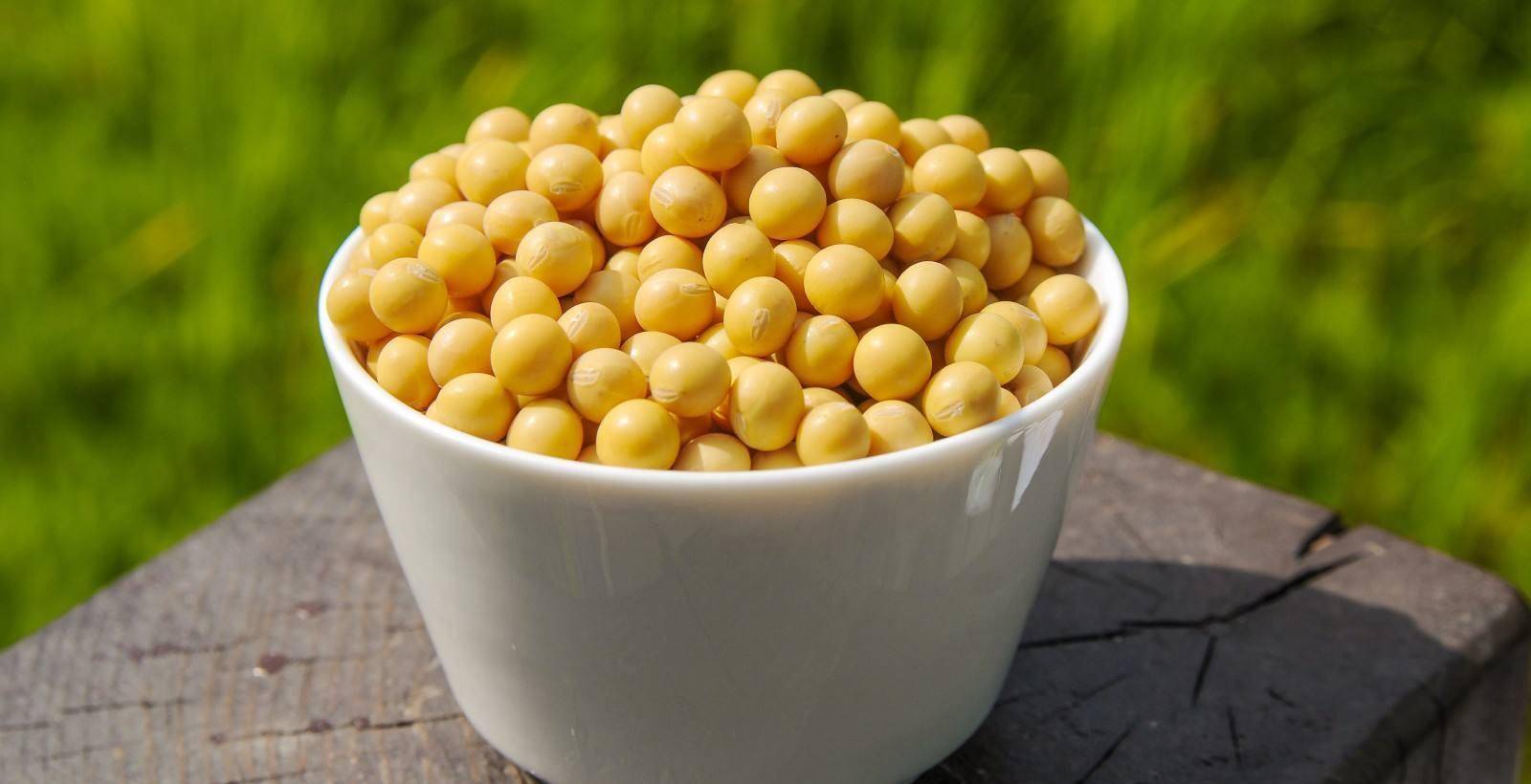 女性朋友常吃黄豆 对健康更有利 这是真的吗 大豆 食物 的作用