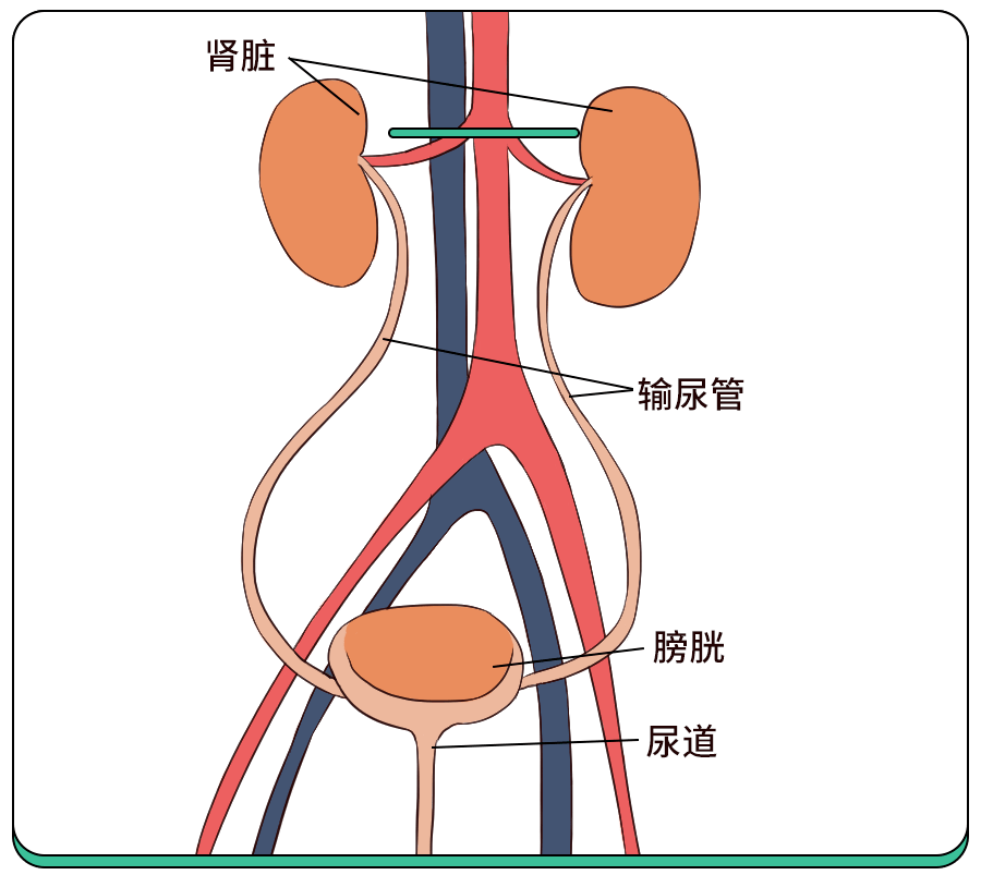 人体结构位置图 膀胱图片