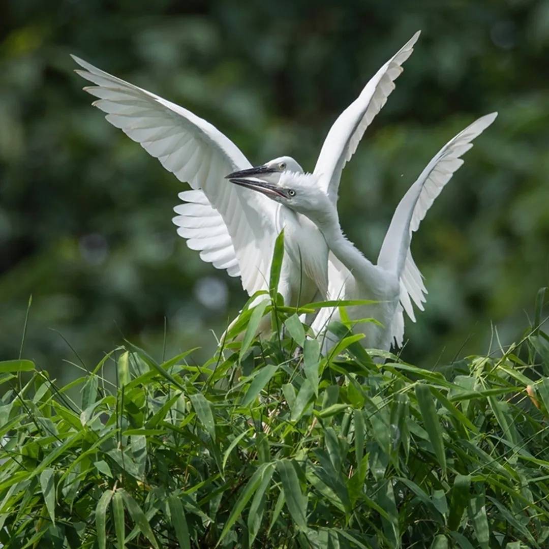 重庆:白市驿全国首个白鹭自然保护区里的白鹭_摄影_作品_体型