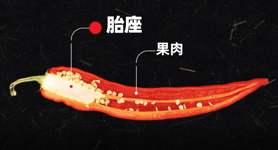 科学揭秘吃辣高手的炼成_辣椒_分子_极性