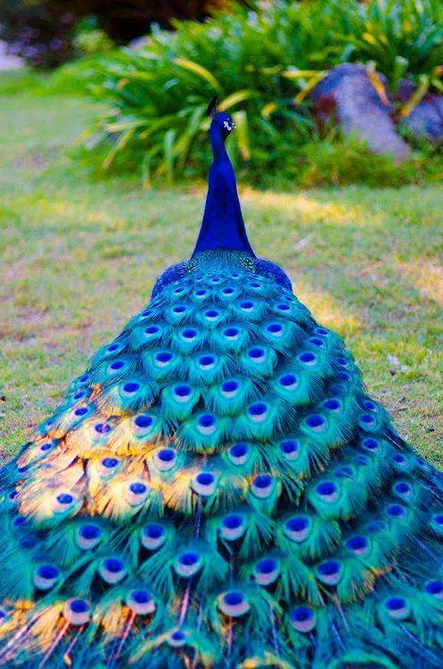 华贵吉祥,雍容华贵,富丽堂皇的孔雀鸟,芳情雀艳若翠仙_羽毛_尾巴_漂亮