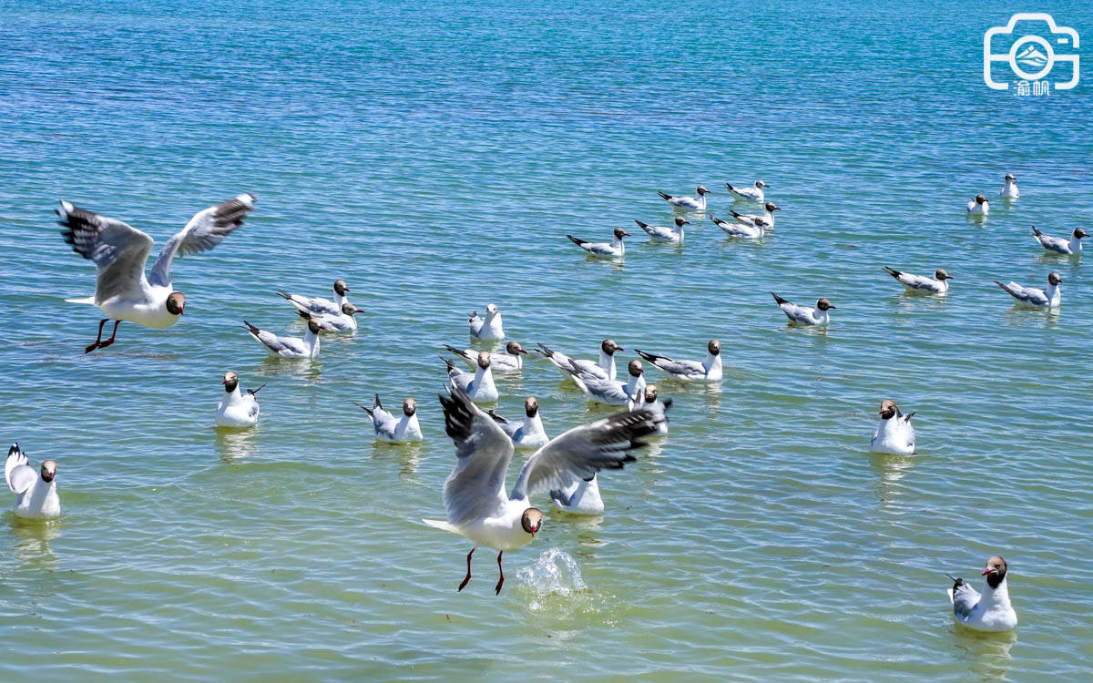 青海也有一座千岛湖，岛屿似万舰出海，形成全球唯一的地貌奇观