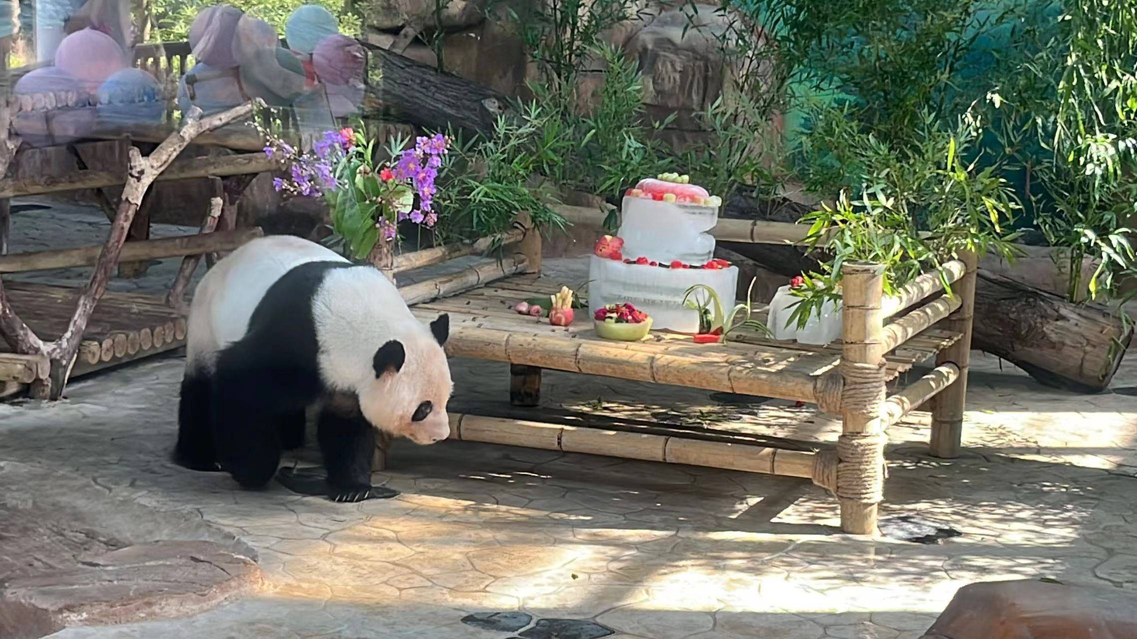 原创南宁市动物园为双胞胎大熊猫绩美绩兰举办6岁生日庆祝活动