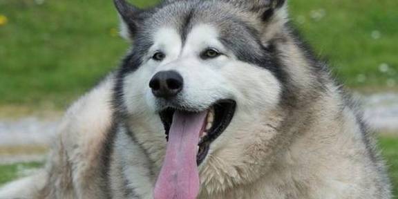 狗狗胖起来才好看 看起来圆润却算过度肥胖 你家狗狗需要减肥吗 体重 肋骨 脊椎 狗狗胖起来才好看 看起来圆润却算过度肥胖 你家狗狗需要减肥吗 体重 肋骨 脊椎