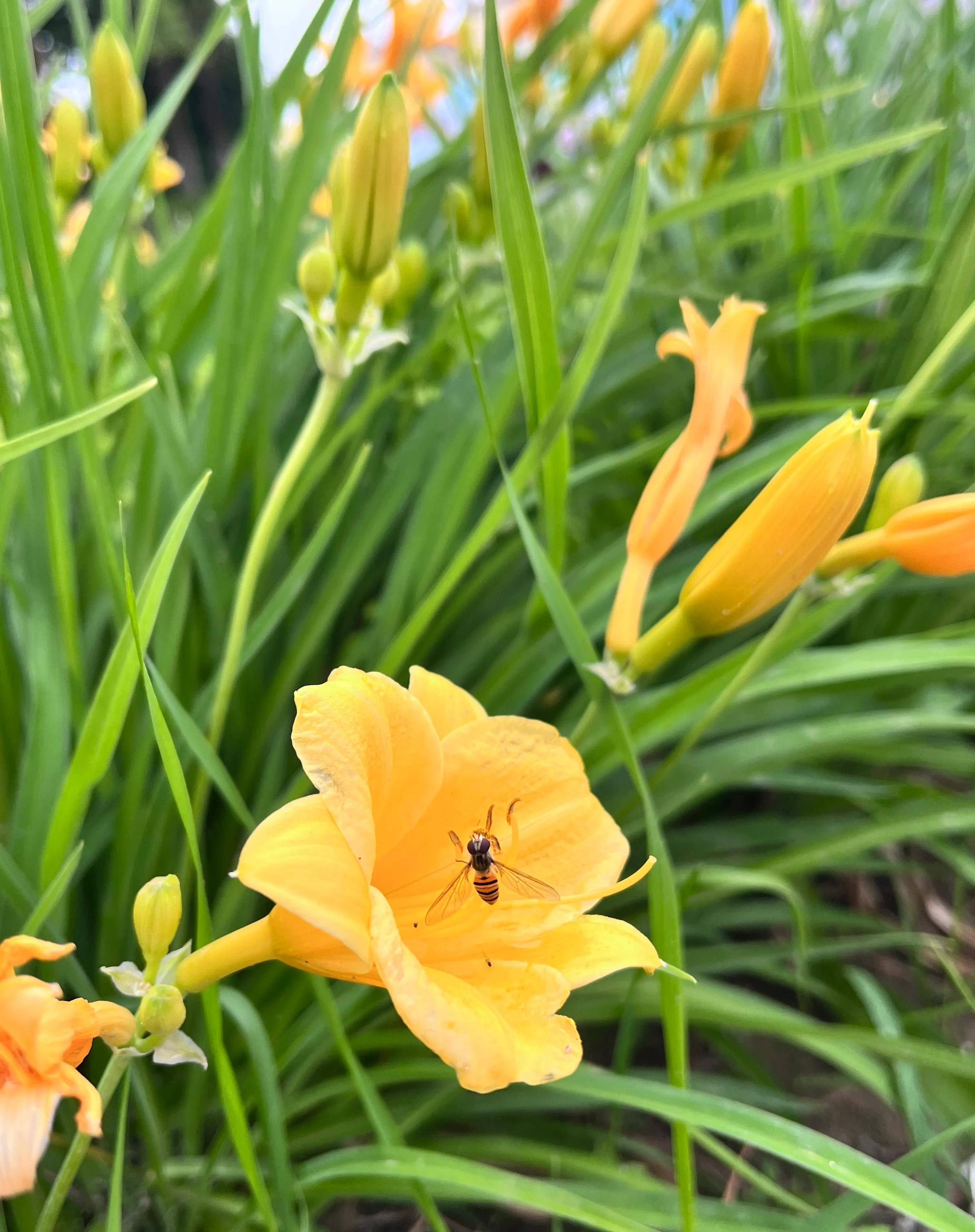 因为《萱草花》,爱上了萱草花_杨坤_爸爸_旋律