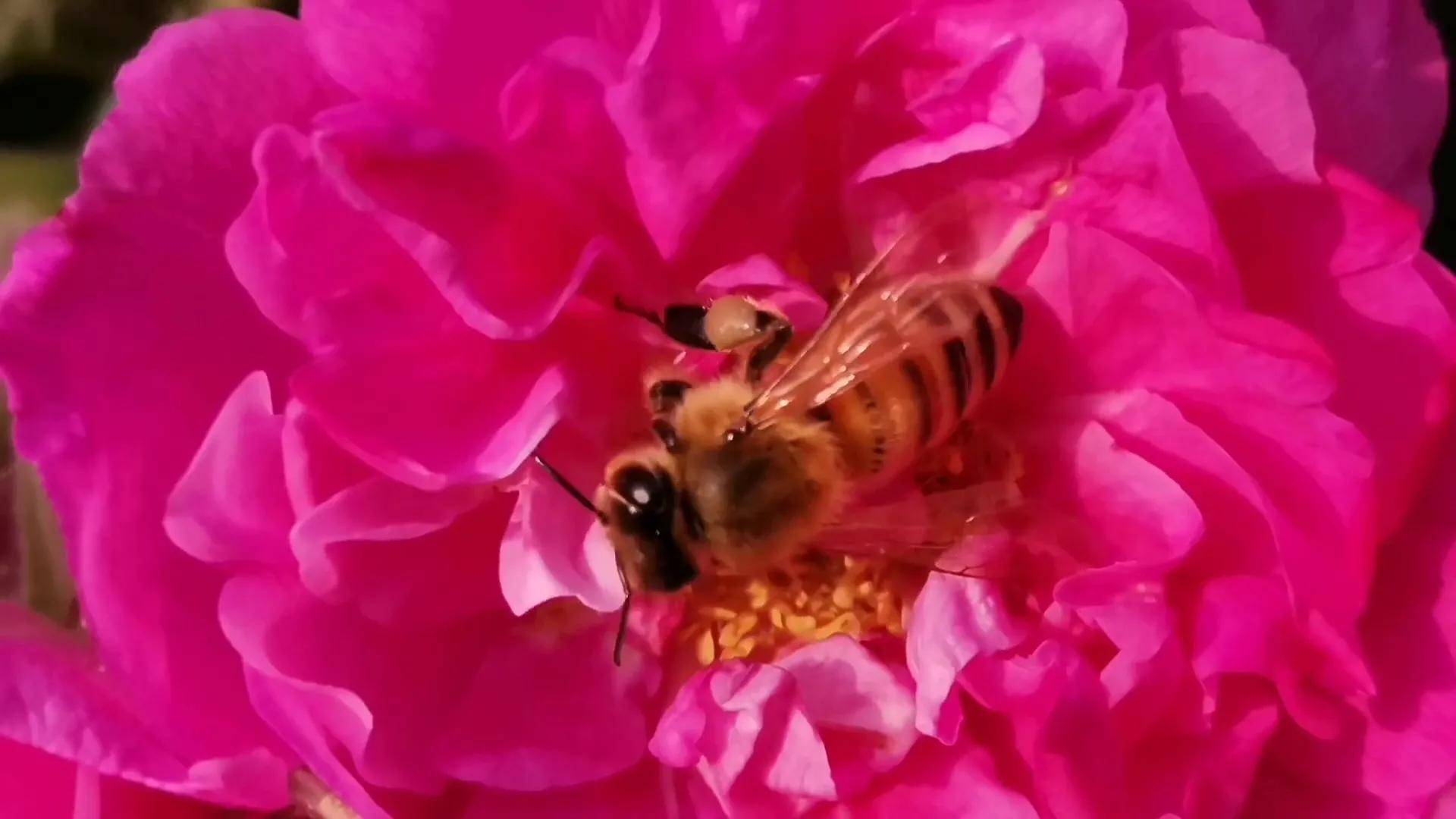 《咏蜂》【明】王锦蜜蜂的一生是辛苦的,蜜蜂的一生是奉献的,让我们