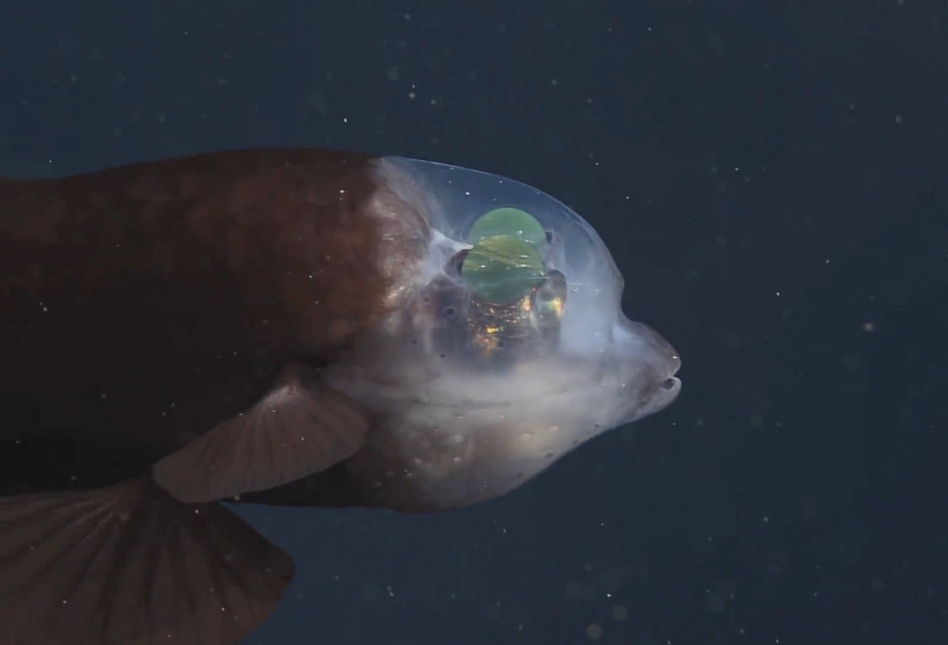 光。管眼鱼的眼睛会转动,向前和向上游动,脑袋像充满时尚的透明护罩。10.玻璃蛙玻璃蛙,又名为透明蛙,