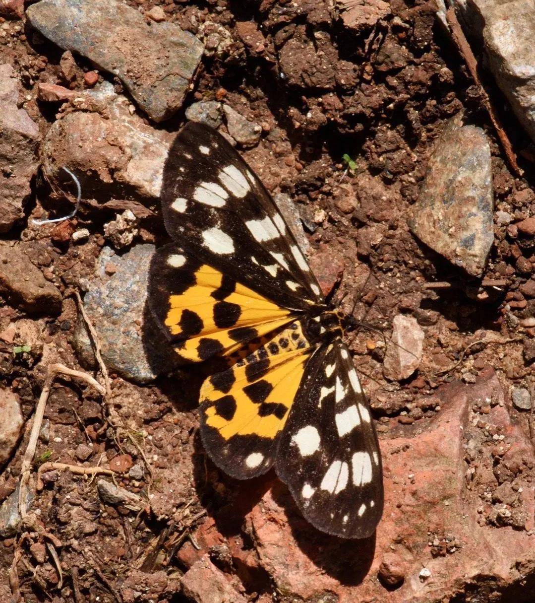 (二十一)朴童锤角叶蜂幼虫(二十二)叶斑蛾属(二十三)卷叶蛛属交配