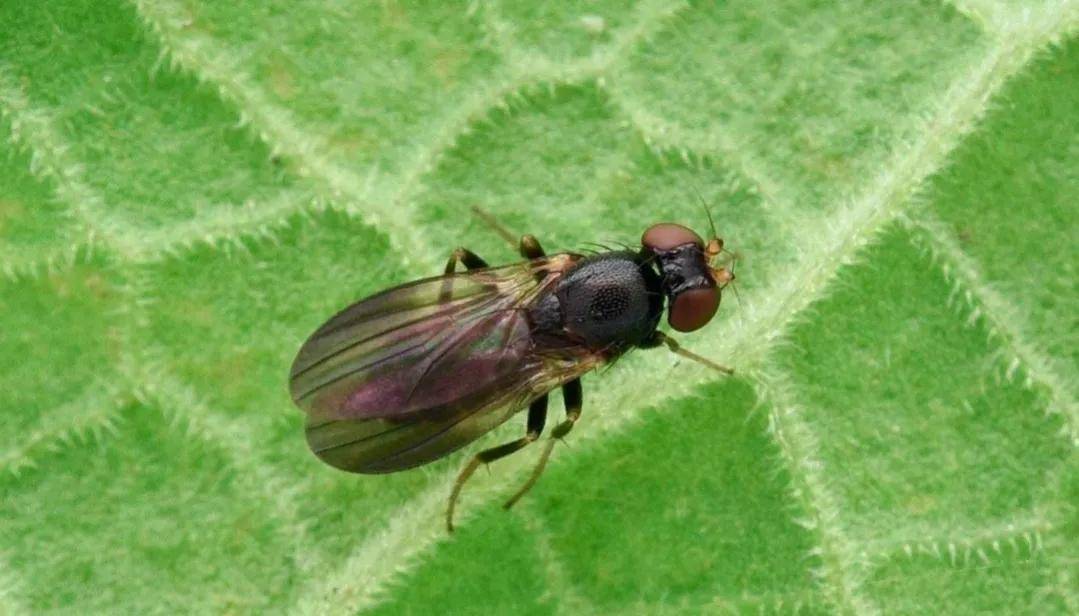(二十三)卷叶蛛属交配(二十四)硕蝽若虫(二十五)食蚜蝇科幼虫(二十六)