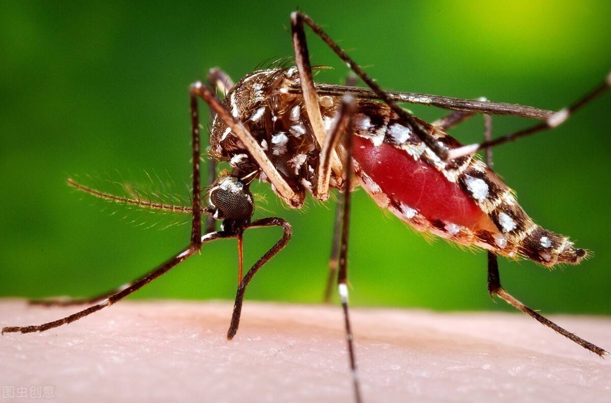原创蚊子为什么要坑原来是伟大的母爱